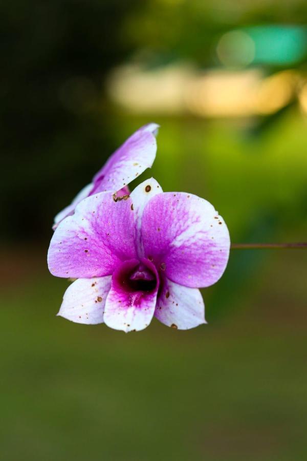 Recanto Dos Beija Flores, Chale Bougainville Monte Alegre do Sul Luaran gambar